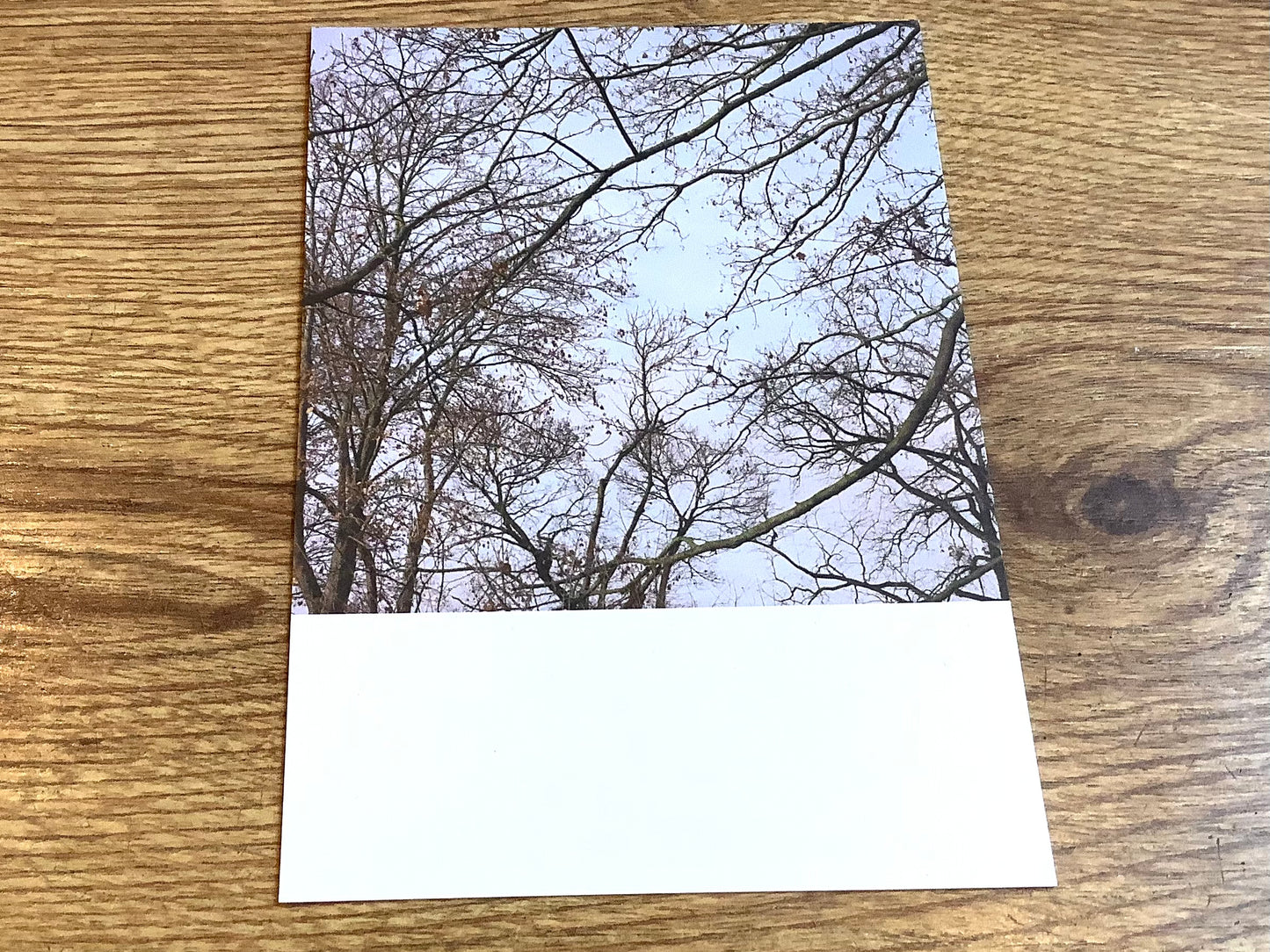 Baumkronen-II-Postkarte