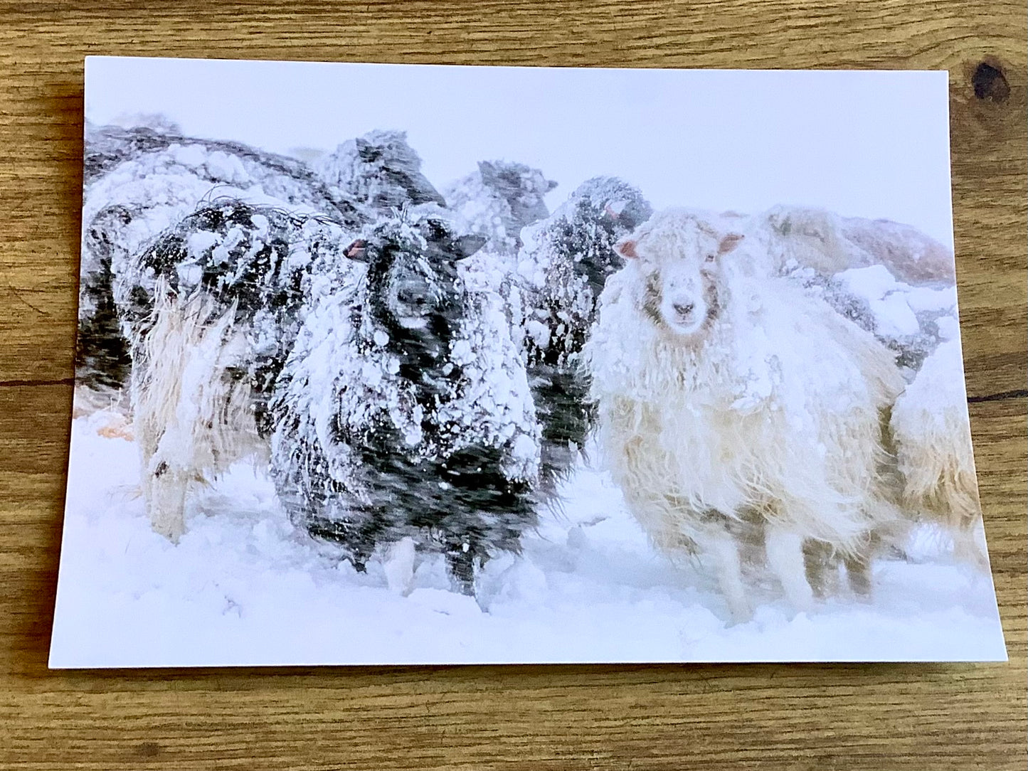 Postkarte Schafe im Schneesturm (art+nature)
