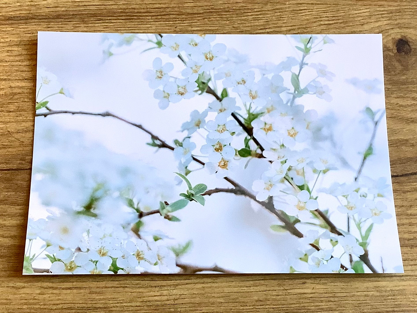 Postkarte Kirschblüten (art+nature)