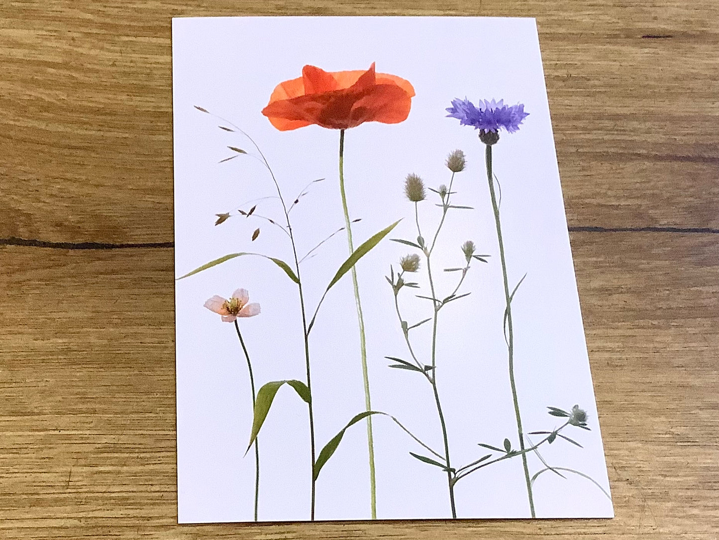 Postkarte Ackerkräuter Mohn A6 („Zwiebelblüher“)