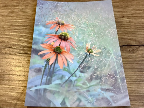 Postkarte Echinacea u Gräser (art+nature)
