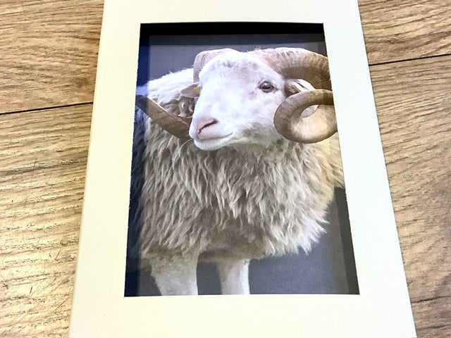 Postkarten Set 12 Schöne Schafe GPM