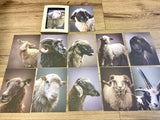 Postkarten Set 12 Schöne Schafe GPM
