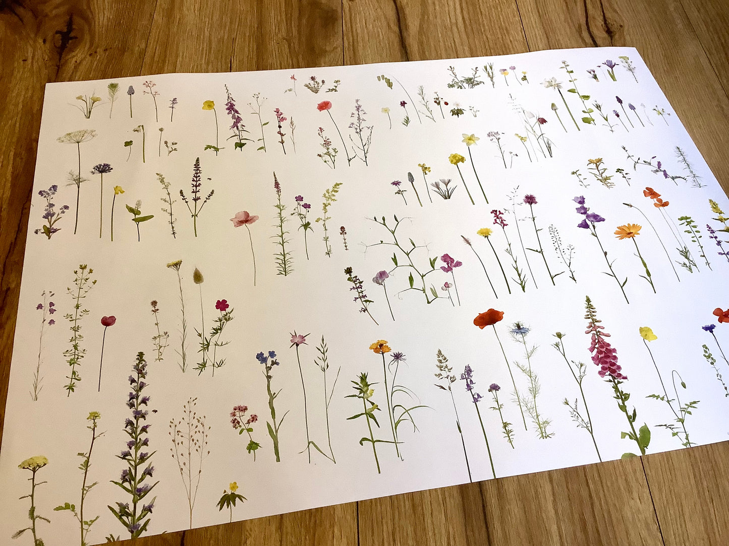 Geschenkpapier Zwiebelblüher RC°