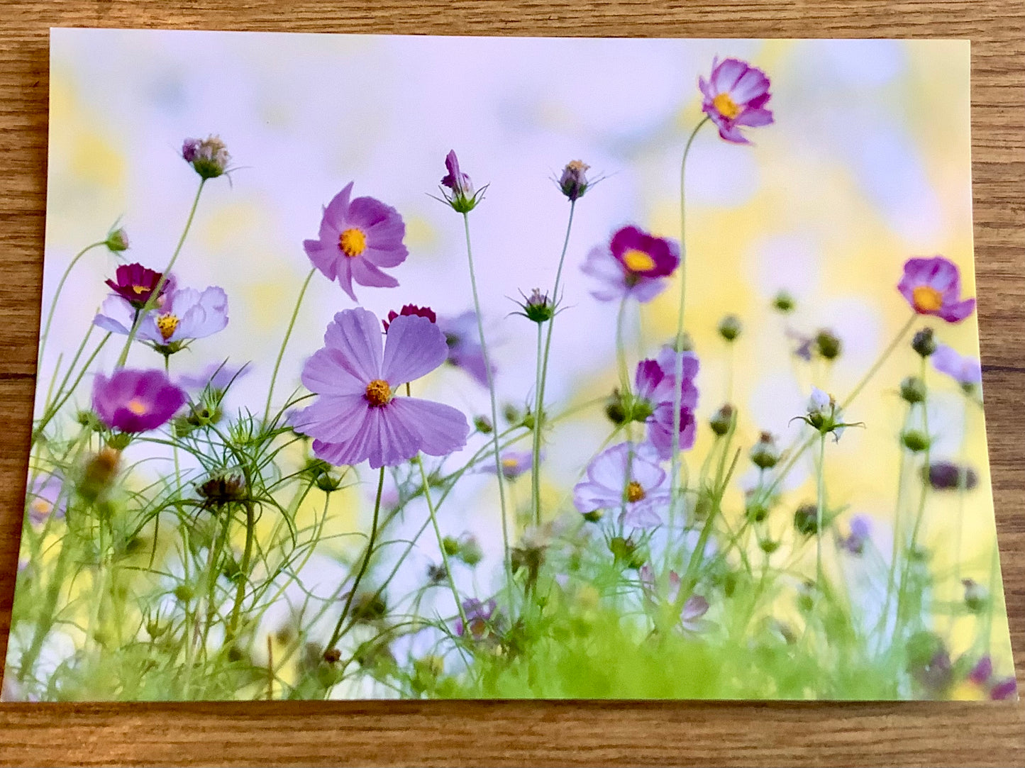 Postkarte Schmuckkörbchen Cosmea (Magda Wasiczek)