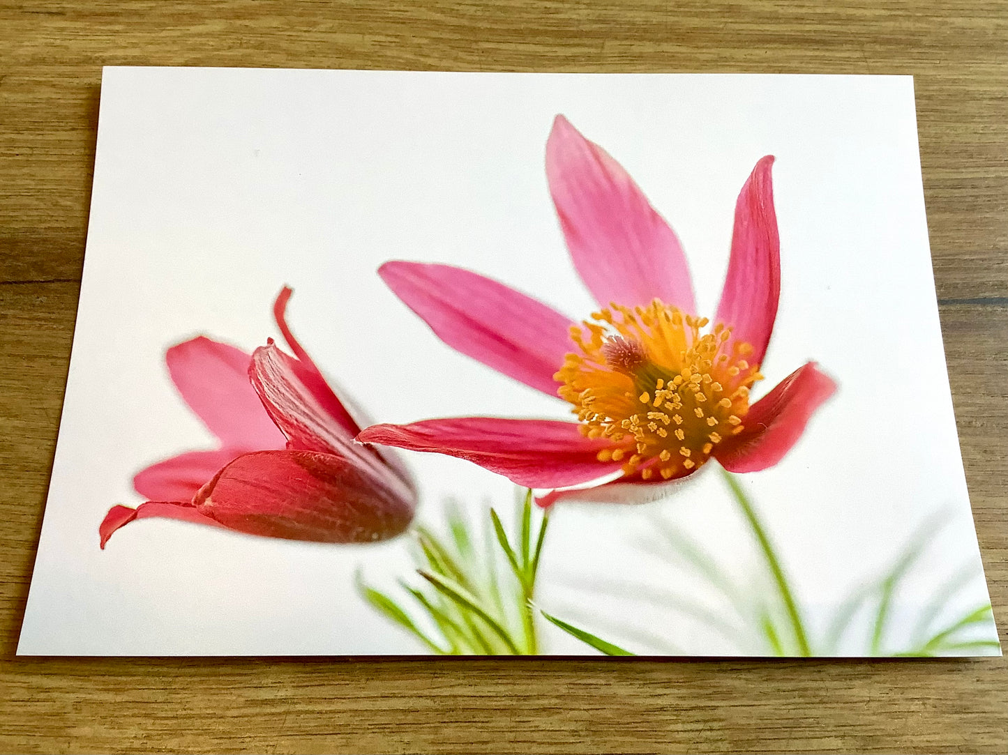 Postkarte Rote Küchen-Kuhschelle (art+nature)