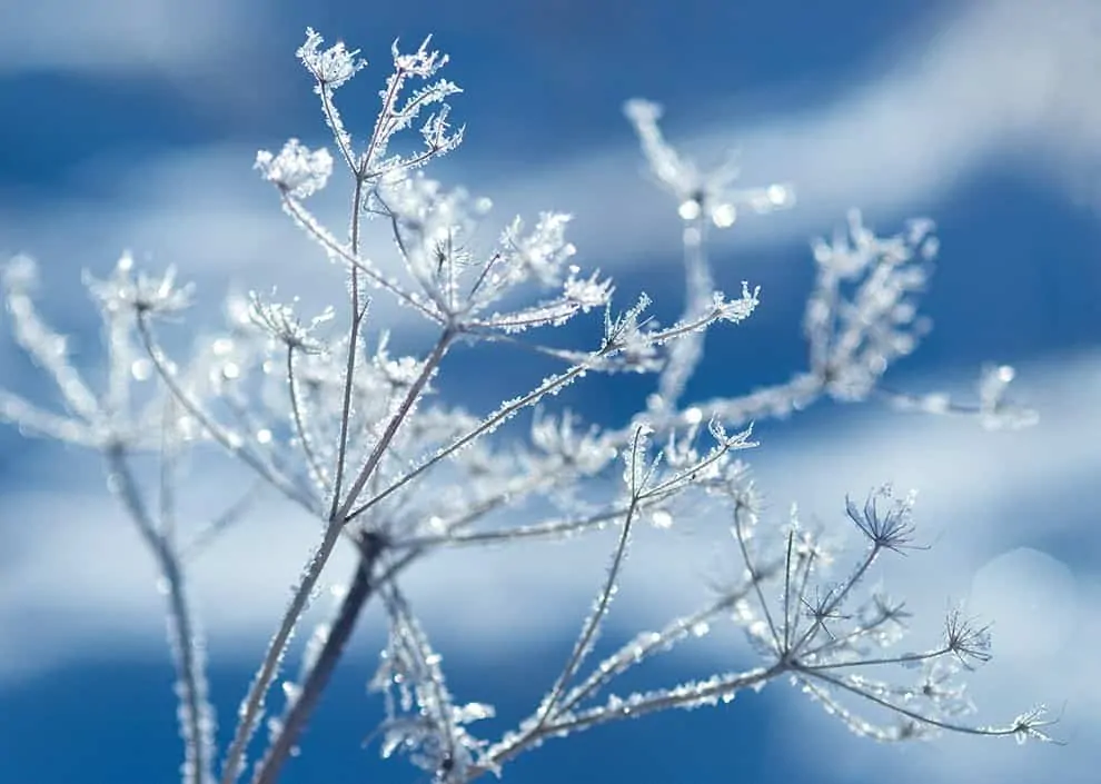 Postkarte Eiszeit (art+nature)