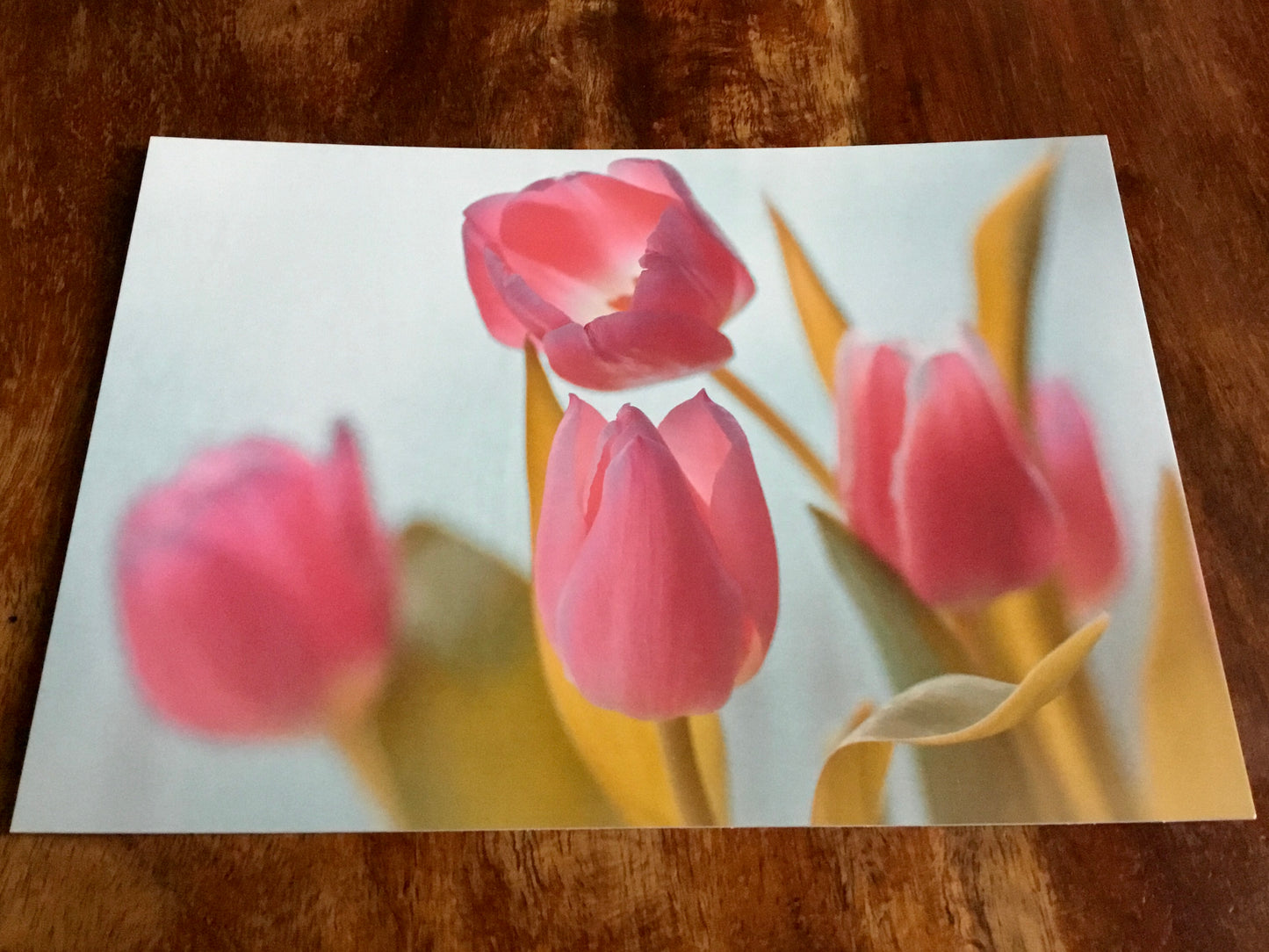 Postkarte art+nature Rosa Tulpen