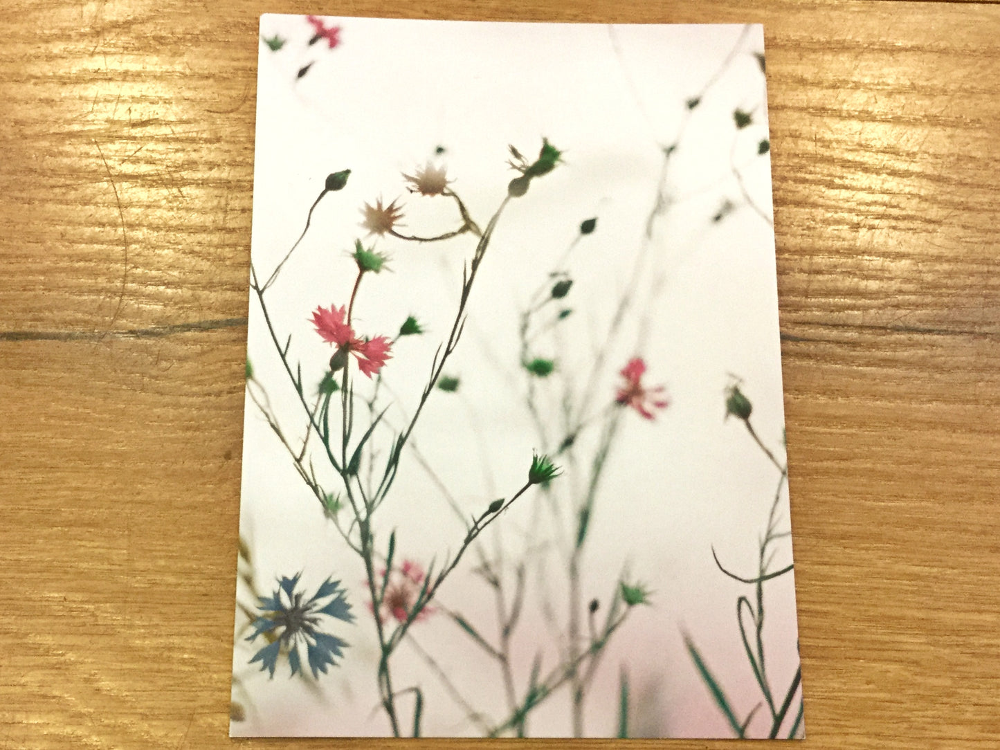 Postkarte Kornblumentraum (art+nature) B6