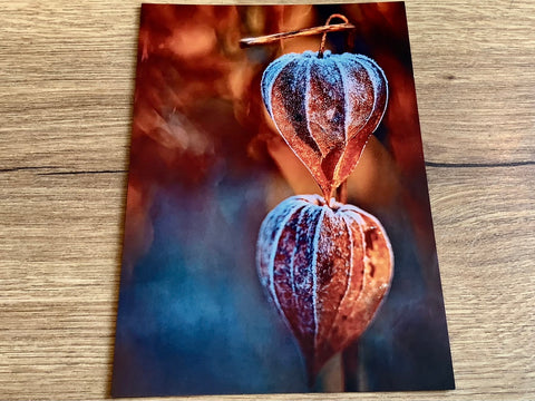 Postkarte Physalis erster Frost (art+nature)