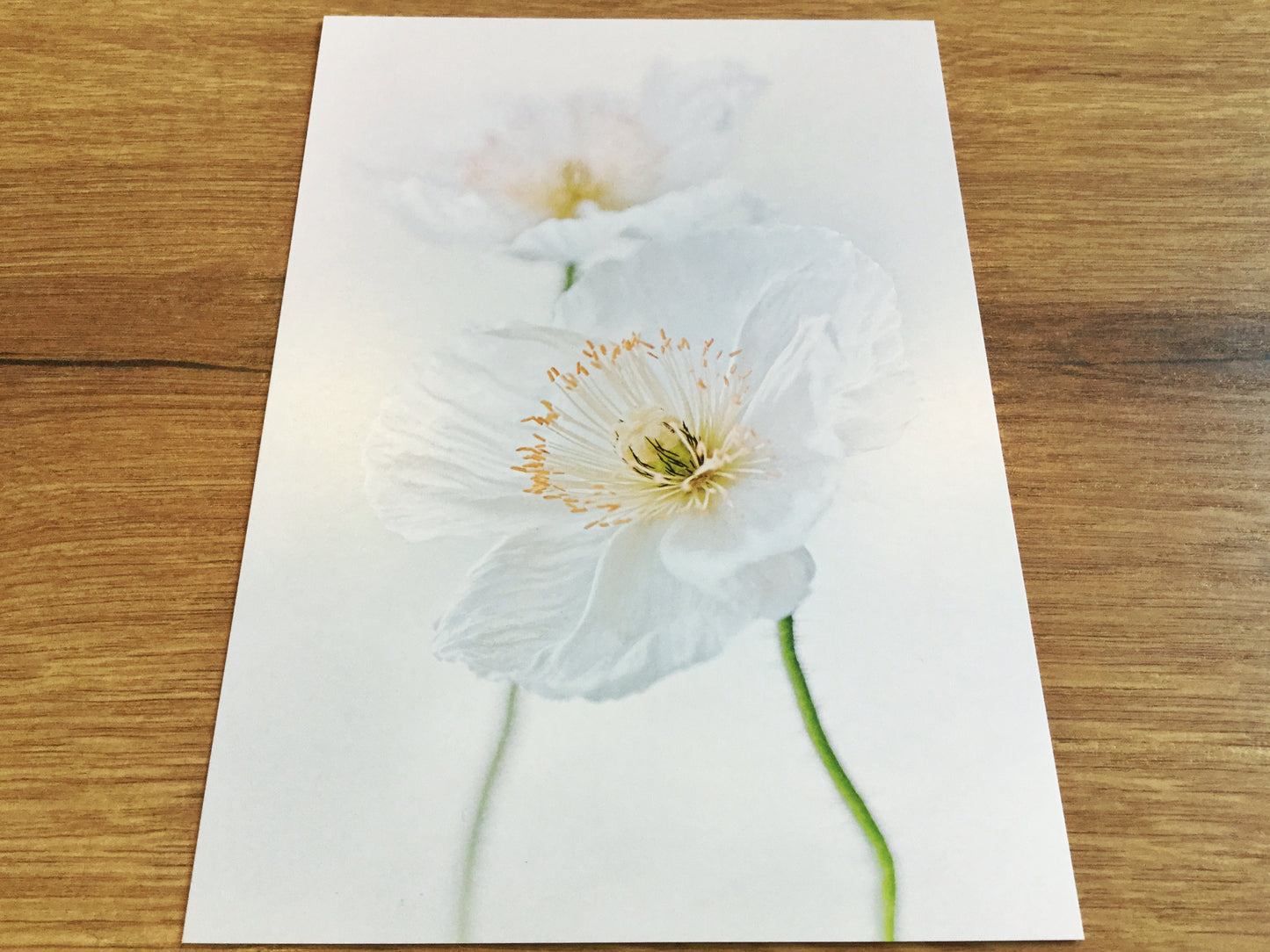 Briefkarte Weißer Mohn (Magda Wasiczek) +Beileids-Einleger