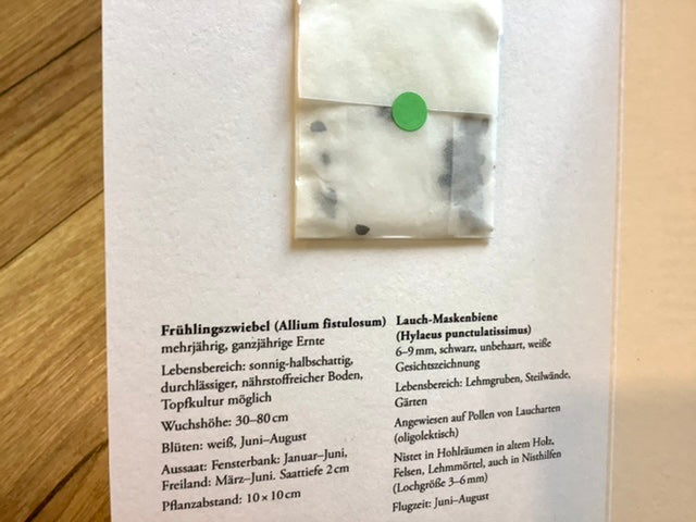 Grußkarte mit Blumensamen der Frühlingszwiebel