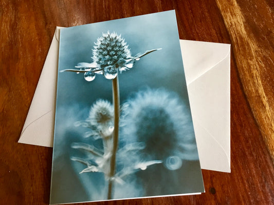 Briefkarte Regentropfen (Mannstreu) art+nature