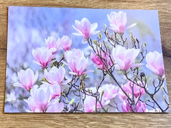 Postkarte Sonniger Tag (Magnolien) art+nature