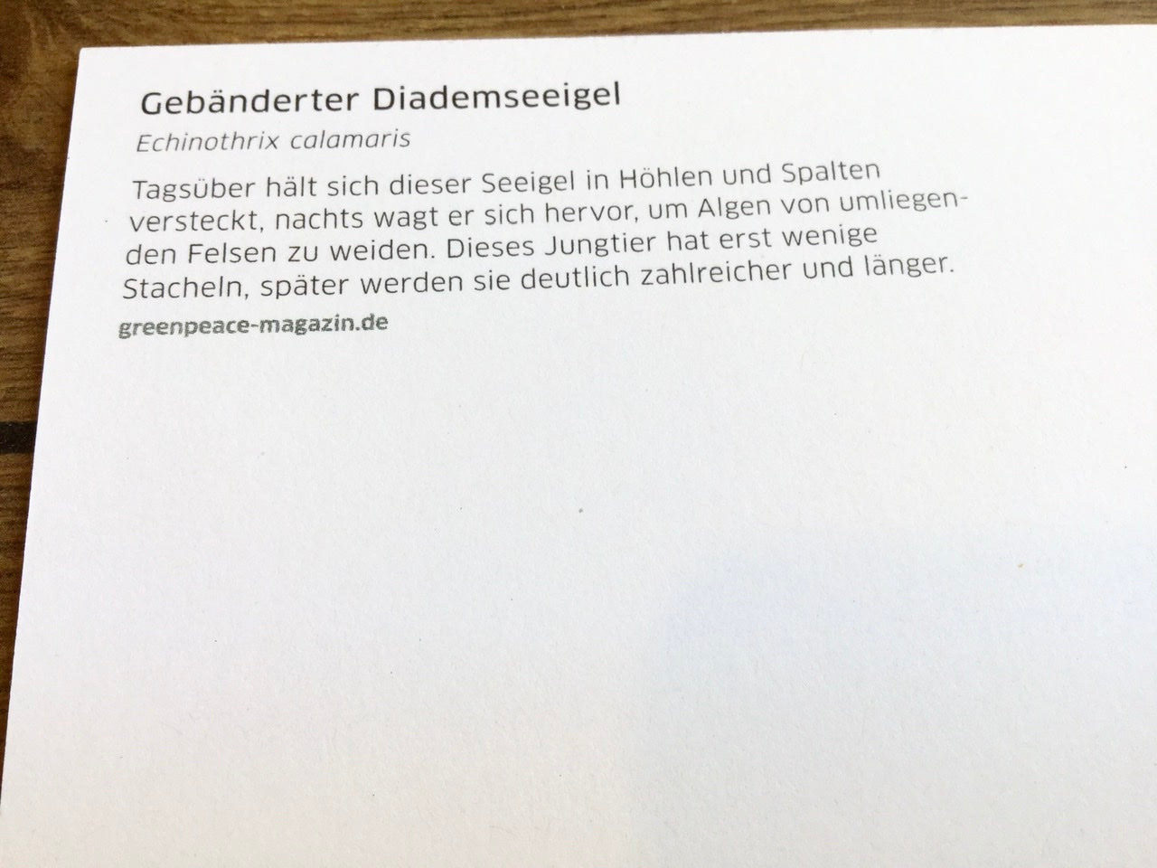 Postkarte Diadem-Seeigel GPM
