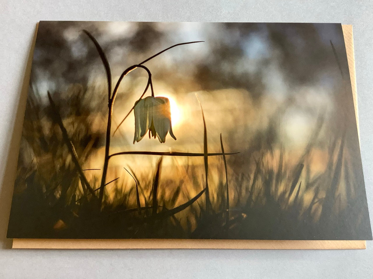Briefkarte „Letztes Licht“ (art+nature)