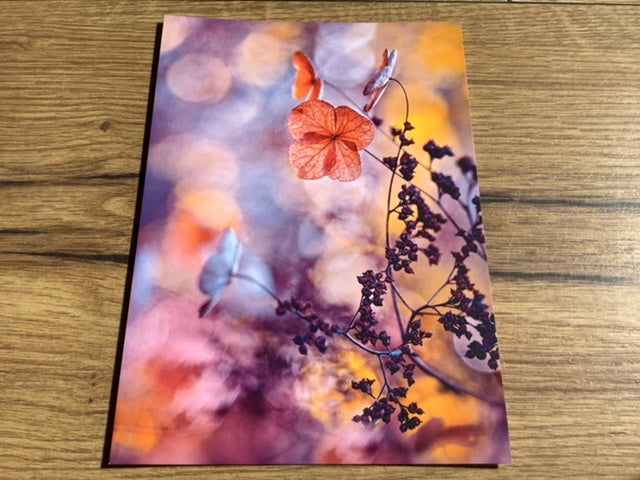 Postkarte Kletterhortensie (art+nature) B6
