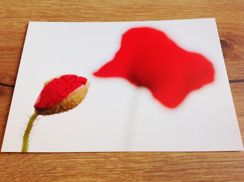 Postkarte art+nature Roter Mohn - Polly Paper