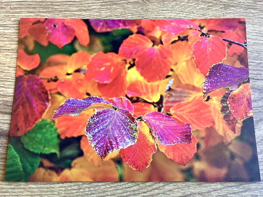 Postkarte Buchenblätter (art+nature) B6