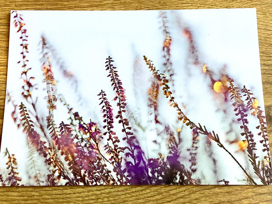 Postkarte Heideleuchten (art+nature) B6