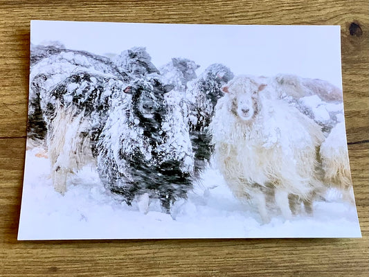 Postkarte Schafe im Schneesturm (art+nature)
