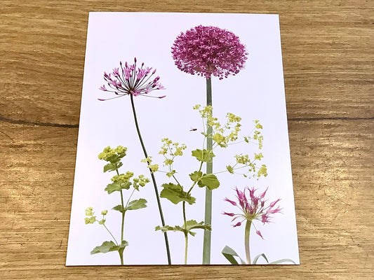 Postkarte Allium & Alchemilla („Zwiebelblüher“) A6