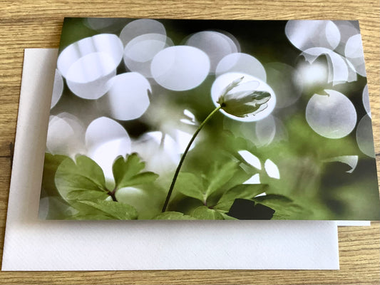 Briefkarte Anemone im Licht (art+nature)