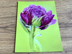 Postkarte Violette Tulpe (art+nature)