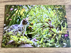 Postkarte Miezi im Garten (art+nature)