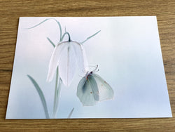 Postkarte Zarte Leichtigkeit (art+nature)