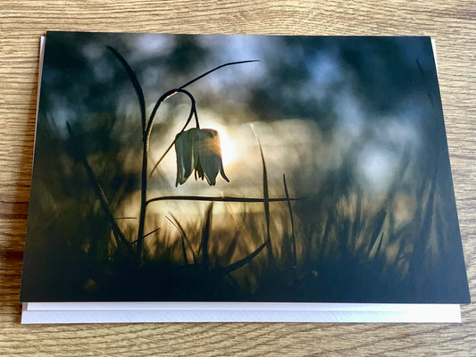 Briefkarte „Letztes Licht“ (art+nature)