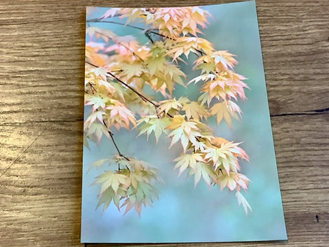Postkarte Japanischer Ahorn (art+nature)