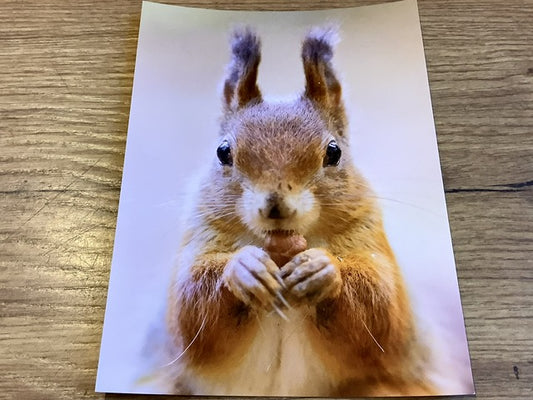 Postkarte Eichhörnchen (art+nature)