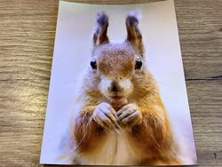 Postkarte Eichhörnchen (art+nature)