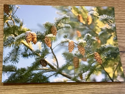 Postkarte Tannenzapfen Wintersonne (art+nature)