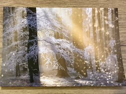 Postkarte Goldregen Winter (art+nature)