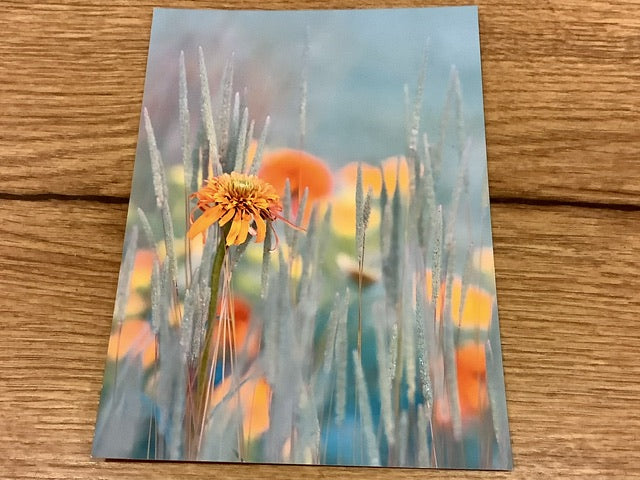 Postkarte Echinacea (art+nature) B6