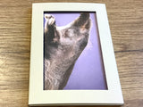 Postkarten Set 12 Schweine GPM