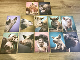 Postkarten Set 12 Schweine GPM