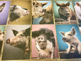 Postkarten Set 12 Schweine GPM