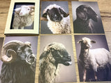 Postkarten Set 12 Schöne Schafe GPM