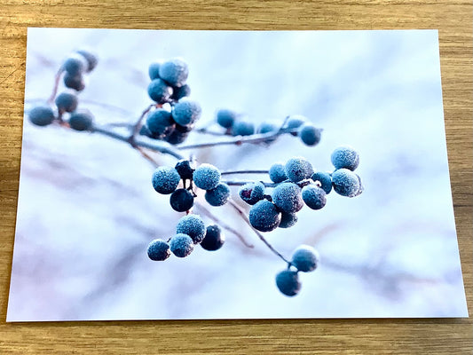 Postkarte Ligusterbeeren (art+nature) B6