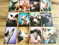 Postkarten Set 12 Schweine GPM