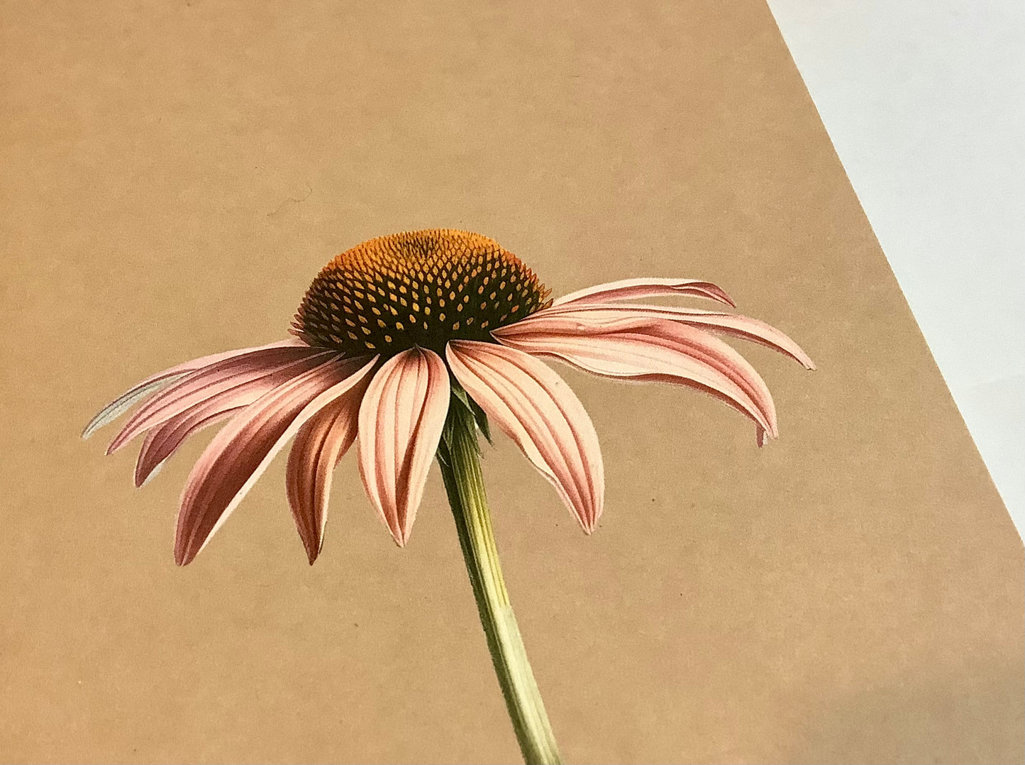 Doppel-Klappkarte A6 Blüten ("30x40") Leporello°