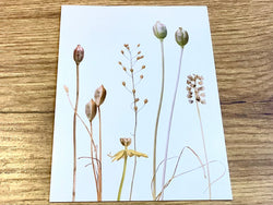 Postkarte A6 Tulpenfrüchte ("Zwiebelblüher")