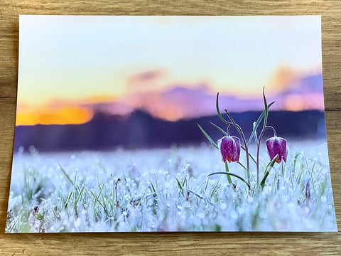 Postkarte Schachbrettblumen im Morgenlicht