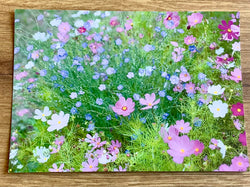 Postkarte Cosmeen und Blauer Lein (art+nature)
