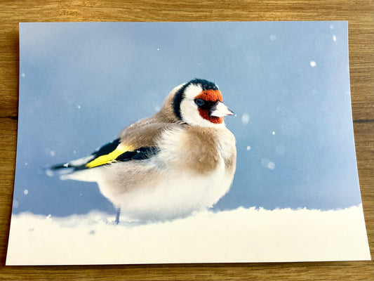 Postkarte Stieglitz Schnee (art+nature)