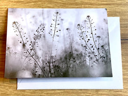 Briefkarte Hirtentäschel Beileid (art+nature)