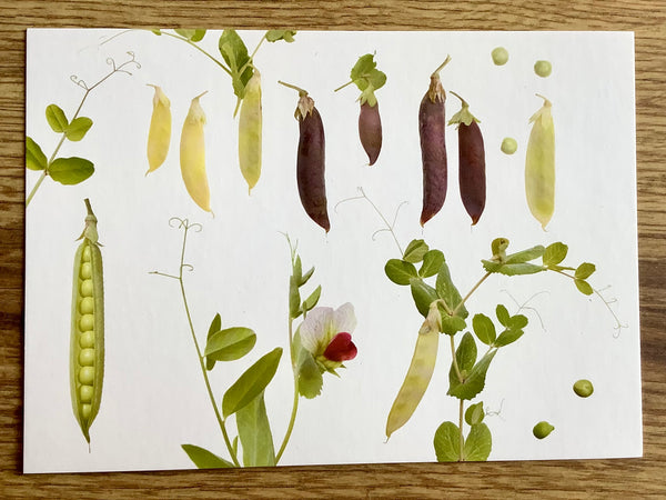 Postkarte Erbsen (Zwiebelblüher)